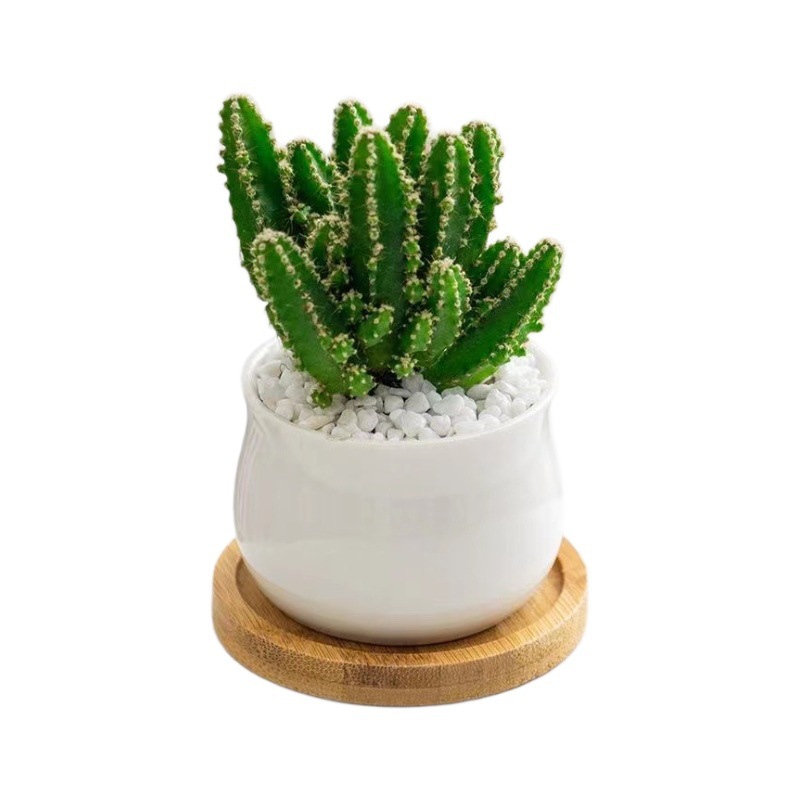Plantas suculentas cactus plantas en maceta cactus de oficina planta en maceta cactus plantas en maceta flores en maceta