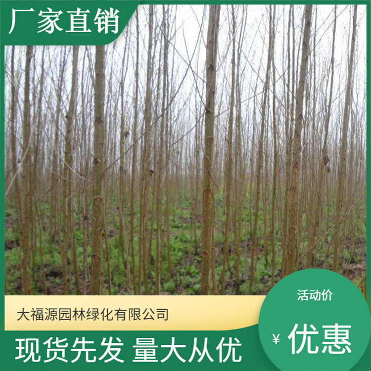 意杨林-意杨林批发、促销价格、产地货源 - 阿里巴巴