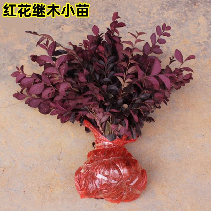 庭院工程绿化植物红花继木小苗四季常青花卉耐寒灌木花园观赏绿篱