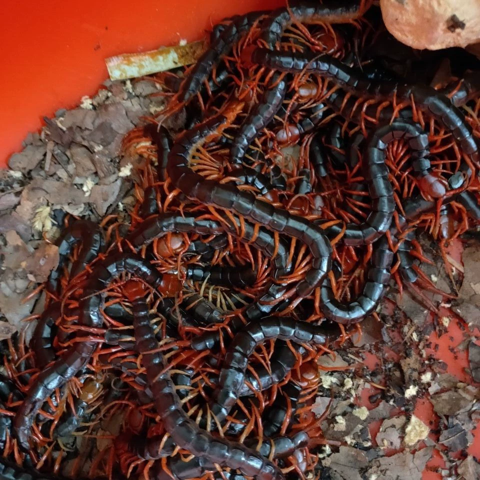 Живые и живые домашние животные, Aarolo, цвет волос, петушиные бои, чтобы улучшить дикие домашние животные