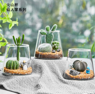 Micro landscape ecological bottle hydroponic plant fleshy vase indoor green plant ornaments volcano Cup creative diy micro view