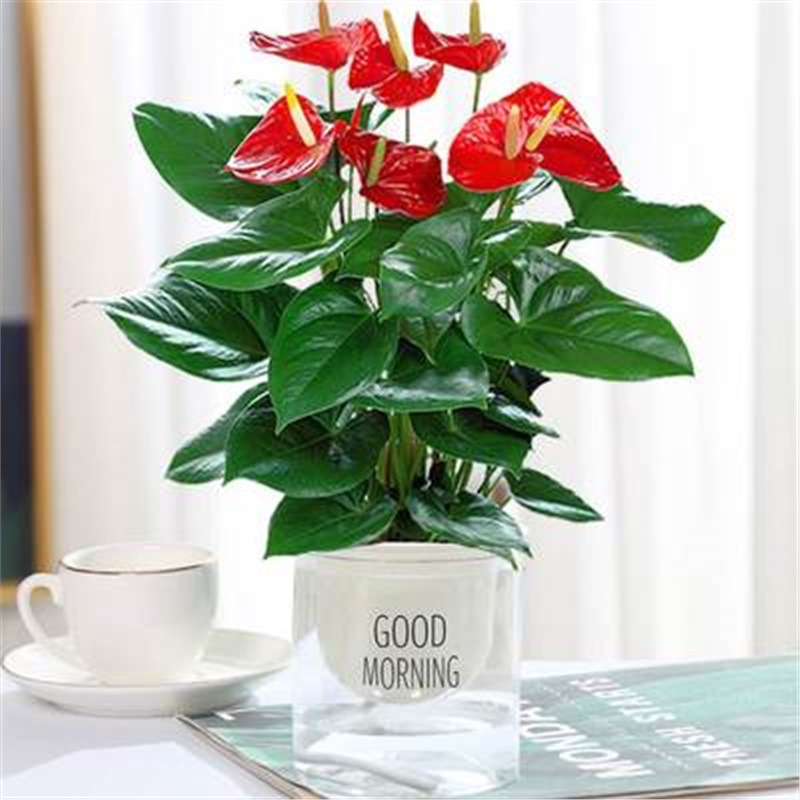 인기상품 안스리움(굿모닝분지) + 영양