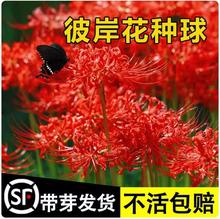 石蒜彼岸花种球曼珠沙华种子红花换锦石蒜种球盆栽阳台庭院芽石蒜