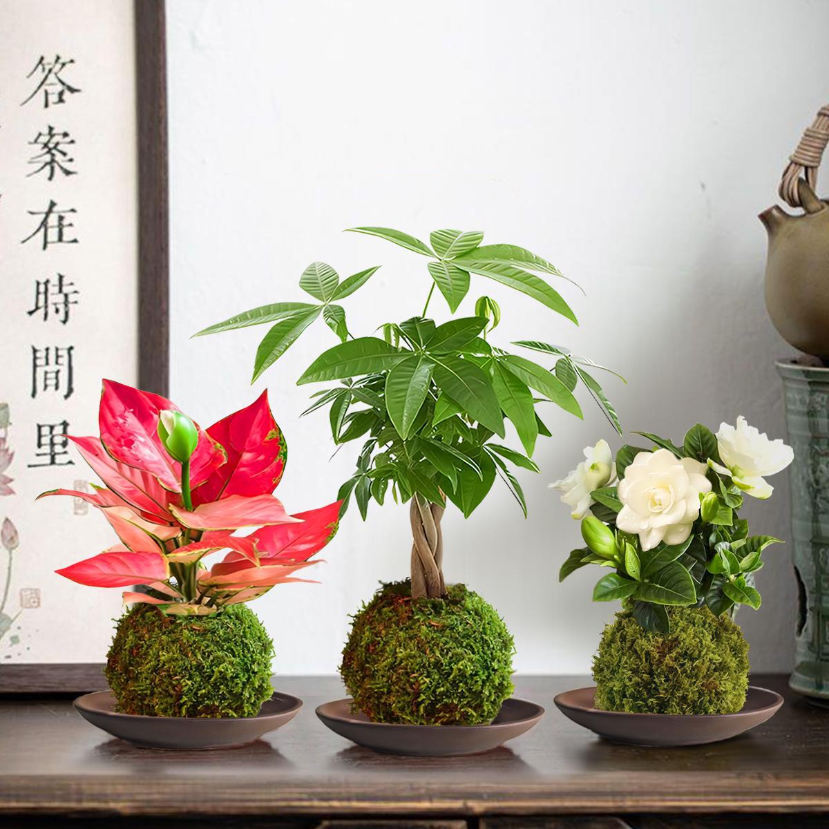 水培苔藓球盆栽发财树桌面绿植摆件富贵竹室内茶几懒人好养植物