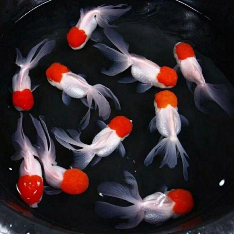 小金魚卸売、活魚、観賞魚、小卸売、鯉、鯉、三色赤白子頭、入門レベルの耐久性のあるヘアエクステンション|undefined