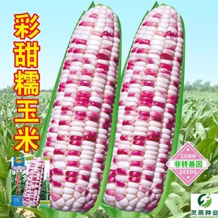 �߮a����Ŵ���׷N�ӳ���������rʳ��Ŵ���׷��D�����߲˷N�Ӵ�ȫ
