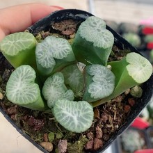 �����f��Haworthia maughanii 'Nunobiki&rsquo;����ֲ��������l