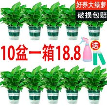 绿萝水培大量批发盆栽室内好养绿罗绿植绿箩植物180绿萝110大小叶