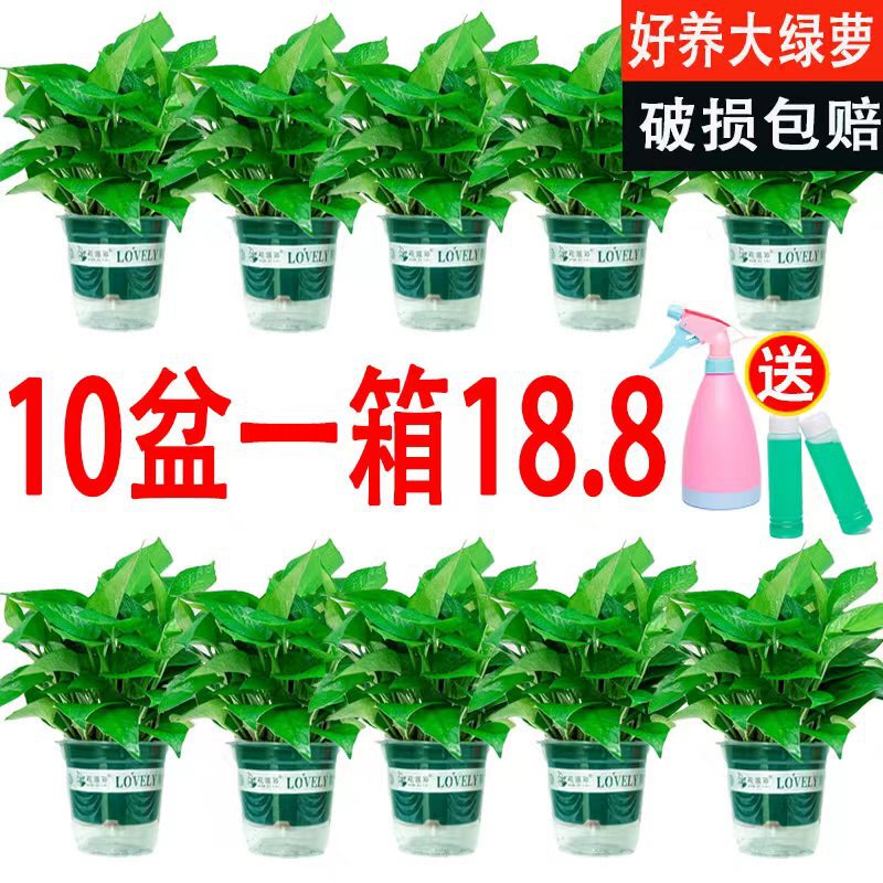 Green Radish Hydroponic Wholesale Potted Plants Indoor Easy to Grow Green Radish Green Basket Plants 180 Green Radish 110 Large and Small Leaves