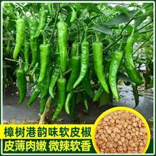 ۽NNӃ|㱡Ƥ·NļN߲