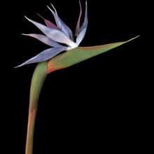 ���N85CM���|ܛ�z�����B���滨  �Ҿ��b���ɫPVC�Q���m�ٻ��[��