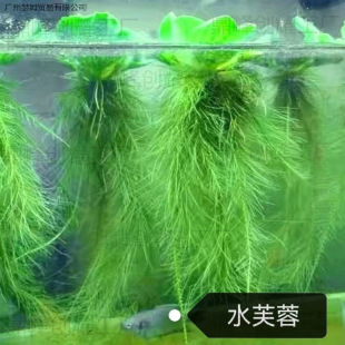 С�r��ˮܽ��ˮ��ɏˮ��ˮ��ֲ��ˮ����������ˮ�|�~����ˮ���쾰