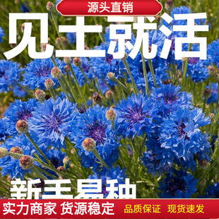 Flower Seeds That Live as Soon as They See the Soil. Sowing and Blooming Blue Cornflower Seeds in All Seasons. Garden Outdoor Flower Seeds