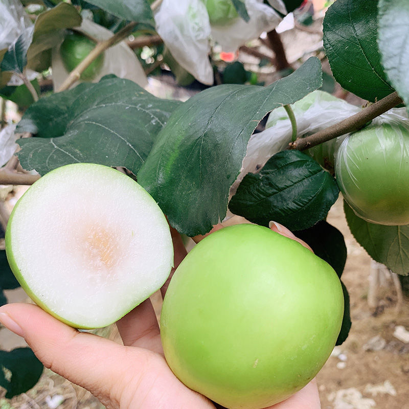 批发枣树苗嫁接台湾大青枣苗特大青枣树南方北方种植盆栽地栽当年