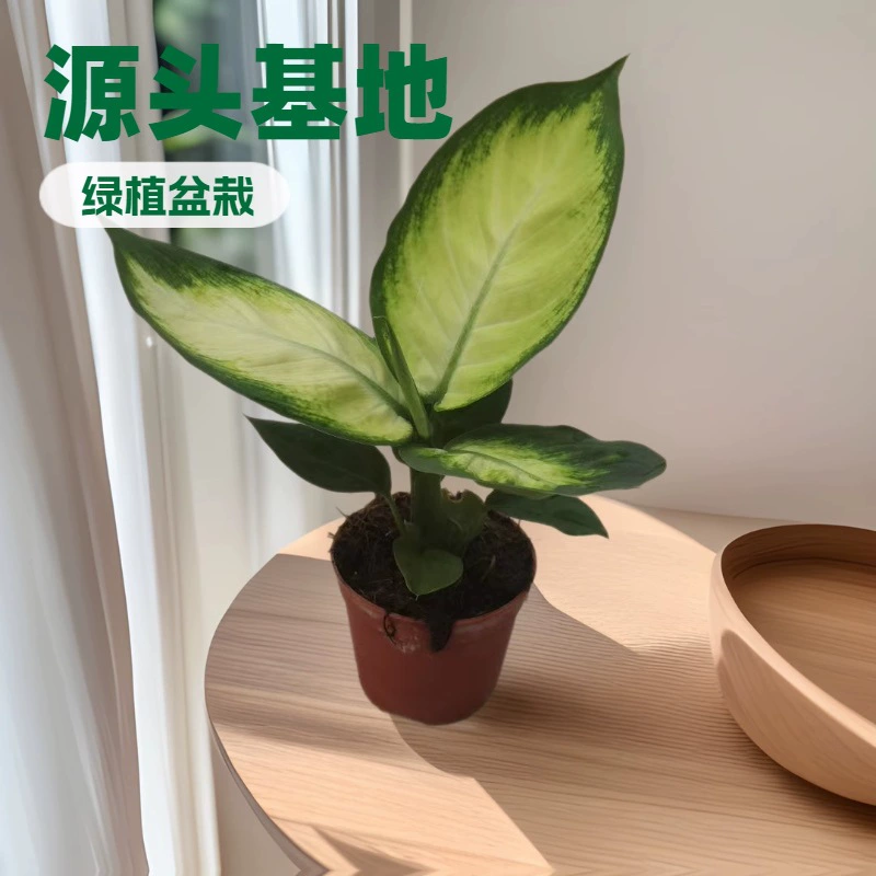 Источник живых растений для офиса и дома, база 90 # Оптовая продажа маленьких комнатных растений и цветов в горшках от Marian Evergreen Garden