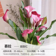 菲戈彩色马蹄莲种球四季种易活阳台盆栽花卉大球块根开花不断