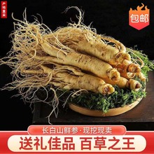 长白山鲜人参500克 现挖现卖泡酒煲汤参滋补品厂家批发新鲜人参