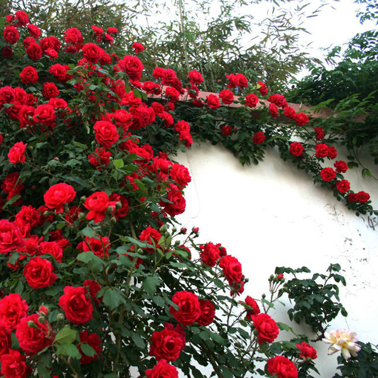 天狼月季 蓝色阴雨龙沙宝石月季庭院花园植物花卉藤本月季