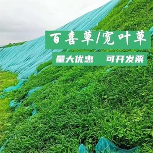 Broadleaf Echinochloa Frumentacea Seeds Are Salt-Tolerant and Alkaline-Slope Protection, Soil-Fixing Slope Greening, Heat-Resistant and Drought-Resistant Summer Grass Seeds
