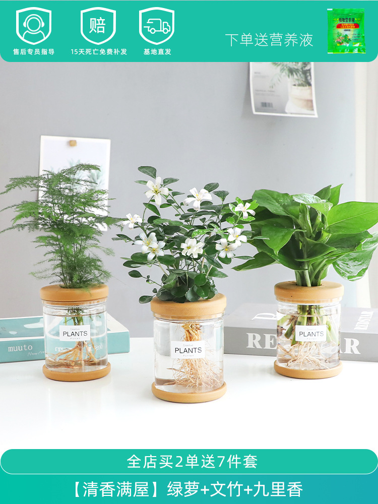 [향기 가득한 집] 포토스 + 아스파라거스 + 구리향 (무료 영양액)