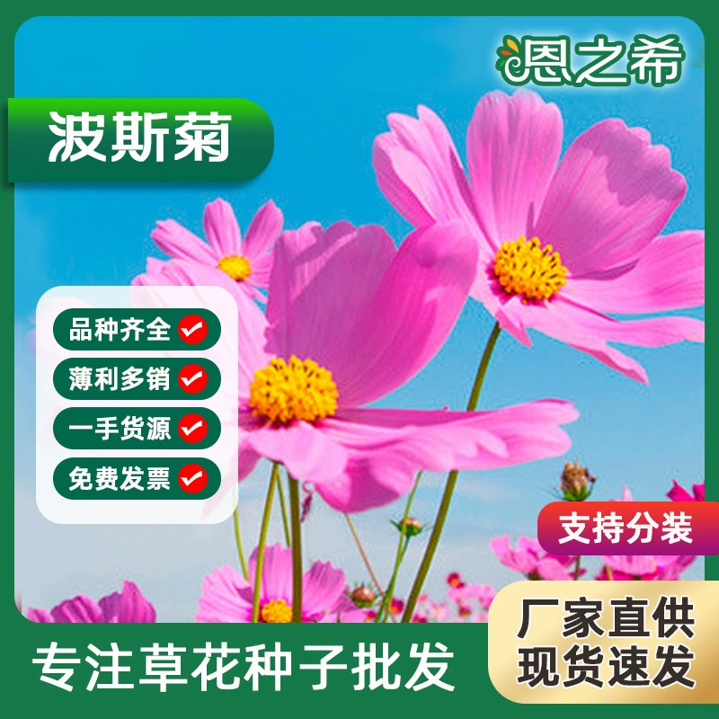 Космос хризантемы семена цветок эсан четыре сезона посев хорошие виды легко зеленая трава цветок семена цветок море цветок поле дикий цветок Комбинация