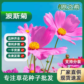 波斯菊种子格桑花四季播种好种易活绿化草花种子花海花田野花组合