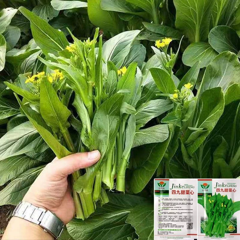 Сорок девять семян капусты сердце супер сладкие круглый год, морозостойкие осенне-зимние Замороженные нежити Капустные мох рапс Семена овощей Гуандун