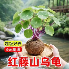 山乌龟植物好养盆栽室内阳台爬藤观叶绿植物一叶龟金不换种球水培