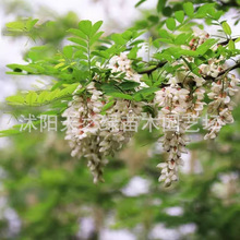 刺槐种子洋槐树籽白花槐速生国槐籽紫穗槐护坡灌木绿化黄花槐草籽