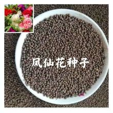 凤仙花种子籽四季庭院盆栽地栽凤仙透骨草指甲花秋播七彩园林耐寒