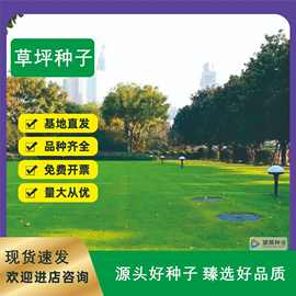 厂家批发草籽边坡快速复绿护坡绿化草坪种子狗牙根混播矮生四季青