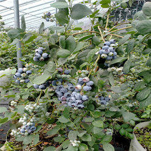 早熟藍莓苗品種介紹 基地2年L25藍莓苗價格 H5藍莓苗多少錢一株