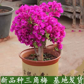 盆栽;花盆容器;盆景