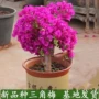 盆栽四季开花攀爬三角梅