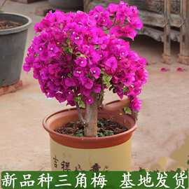 三角梅盆栽带花爬藤爬墙花卉植物易活攀爬树苗四季老桩苗阳台开花