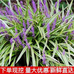 Phnom Penh Ophiopogon Japonicus Wholesale Courtyard Garden Landscaping Ground Cover Orchid Grass Cold-Resistant Plant Florals Evergreen All Year Round