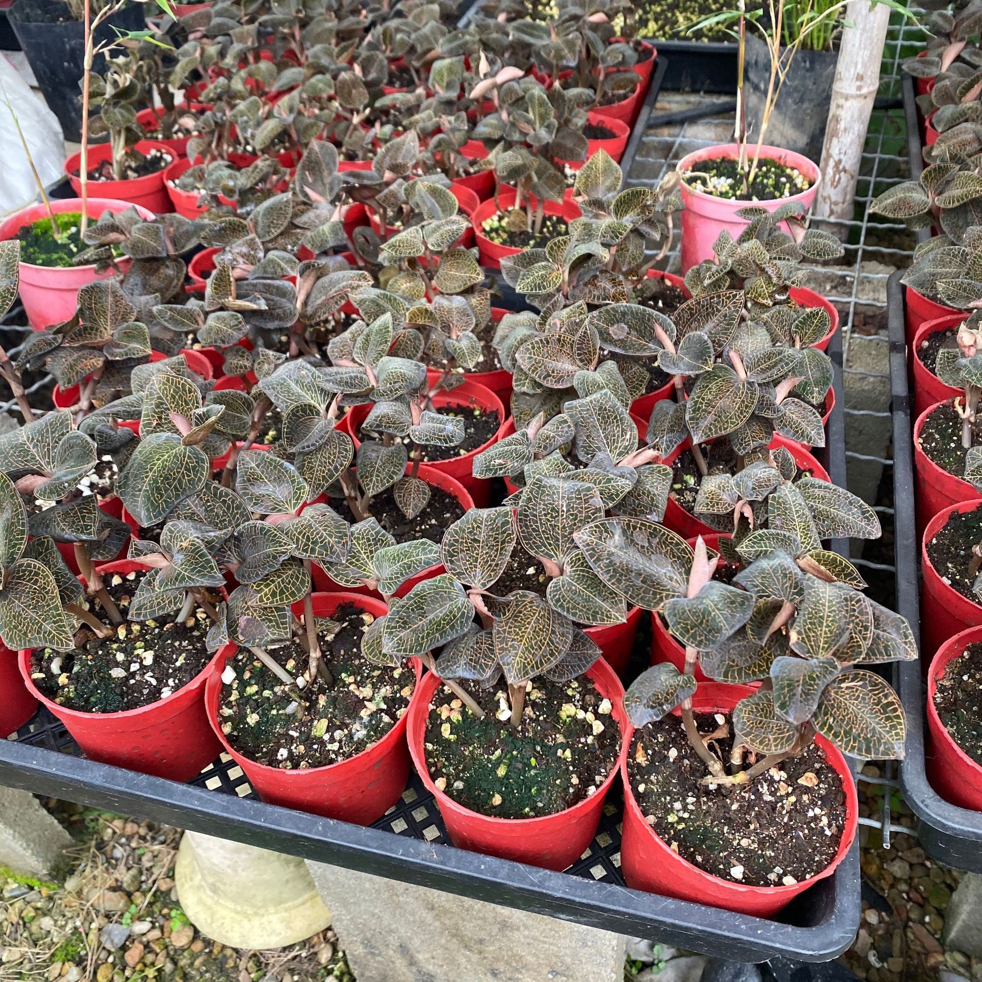 IMG_0576(20210107-133858)