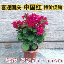 三角梅盆栽带花发货四季开花绿植好养室外绿樱红樱重瓣花卉除甲醛