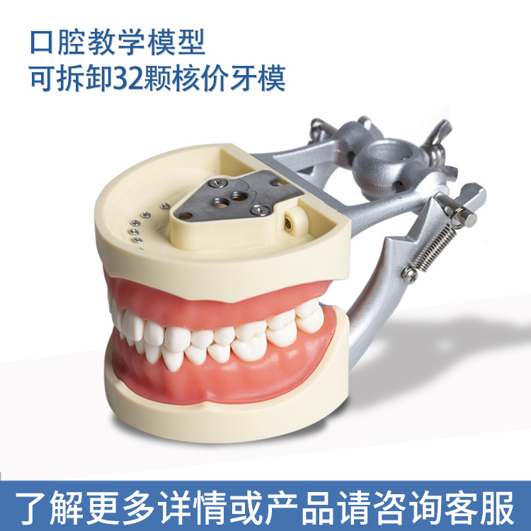 32 modelos dentales de soporte de mandíbula larga, modelos de ejercicios dentales, modelos desmontables de boca completa, modelos orales dentales