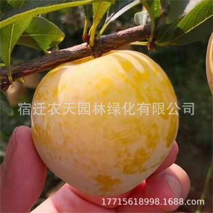 ����������Ә�����t���߅�t�������Ó�ǿ������Ӽ޽ӹ�����