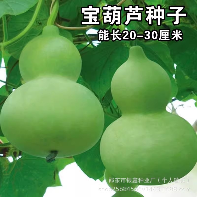 宝葫芦瓜种子菜葫芦食用葫芦种籽酒葫芦原装蔬菜葫芦种子大全批发
