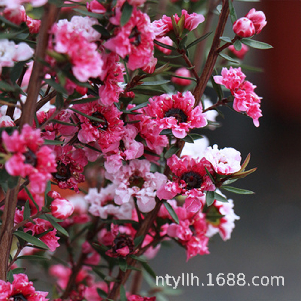 松红梅盆栽 花开三色 庭院花园阳台花卉植物 重瓣 松雪梅盆栽花苗-阿里巴巴
