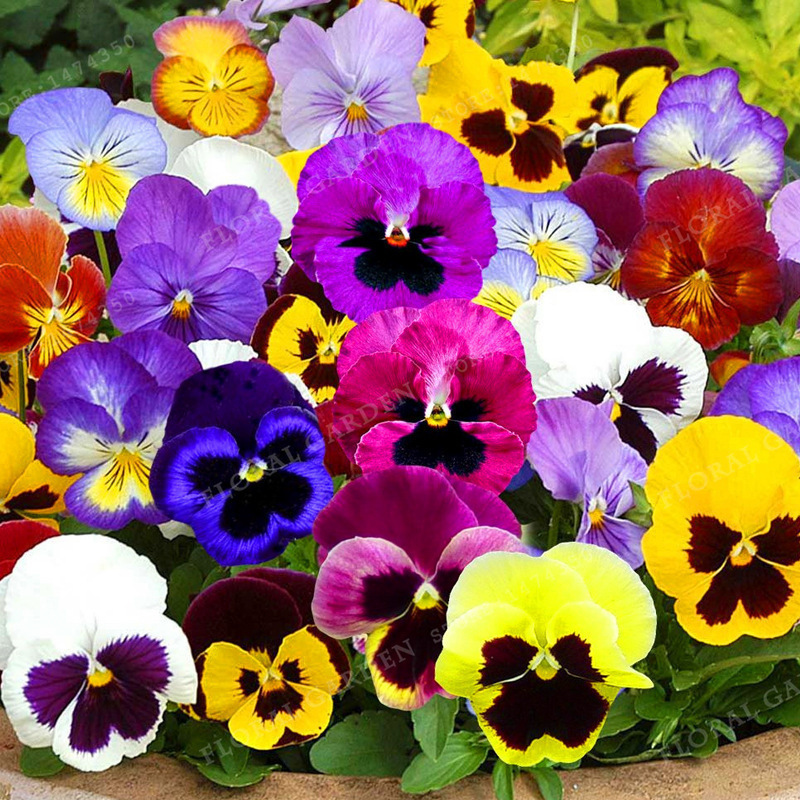 Semillas de flores, semillas de flores.