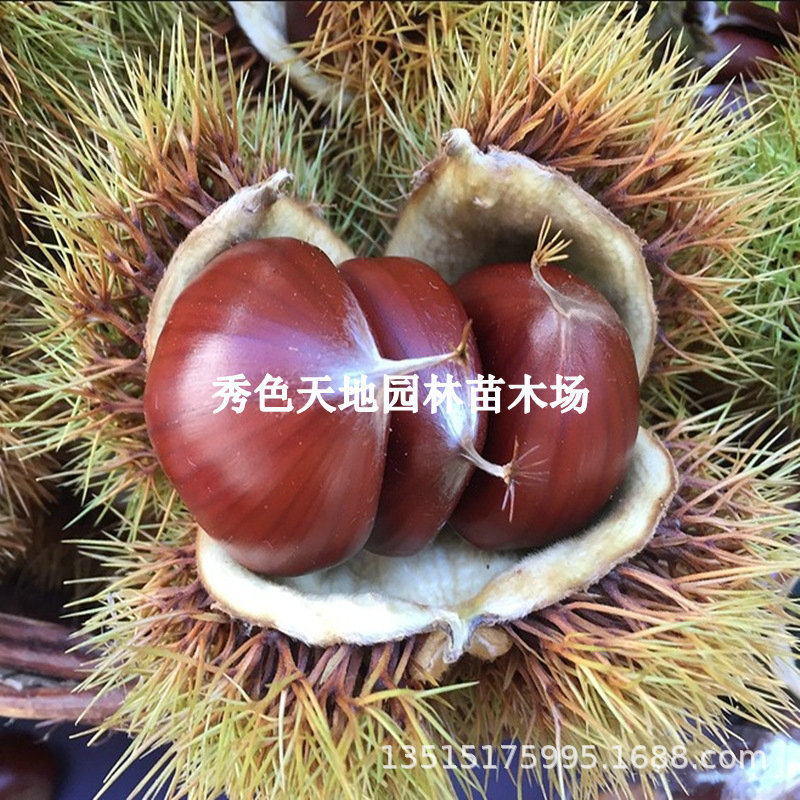 Chestnut Seedlings Planted in the North and South, Extra Large Fruit Trees, Chestnut Seedlings That Bear Fruit in the Same Year, Grafted Dahongpao Chestnut Tree Fruit Seedlings