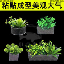 ��ֲˮ�ඨֲ���ڹ�ˮ��ֲ��̶���ˮ����ֲ����ֲ������ˮ������
