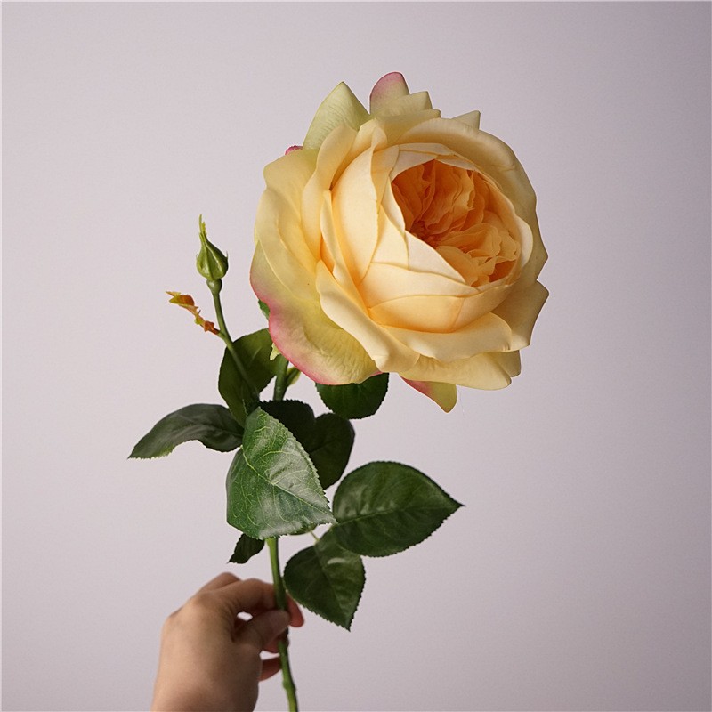 Moisturizing juliet-champagne
