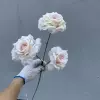 Light pink champagne