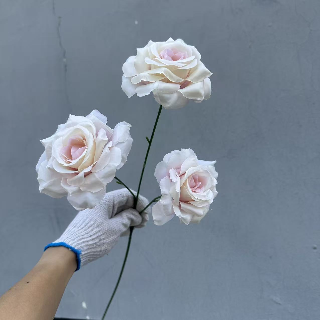 라이트 핑크 샴페인