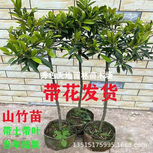 ɽ��������ڟo��ɽ������Ϸ������Nֲ�ļ�ͥԺ���Ե��Ԯ���Y��