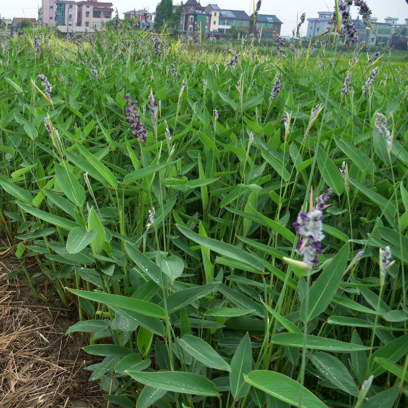 Экологические водные растения Reforce рассада цветов для очистки качества воды Искусственное озеленение водно-болотных угодий плавучего острова Пейзаж Риверсайд водные растения